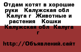 Отдам котят в хорошие руки - Калужская обл., Калуга г. Животные и растения » Кошки   . Калужская обл.,Калуга г.